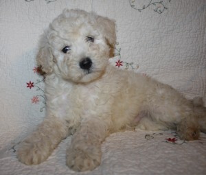 10-18 Brie PooChon Male 1b