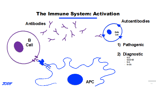Immune System Activation with Antibodies