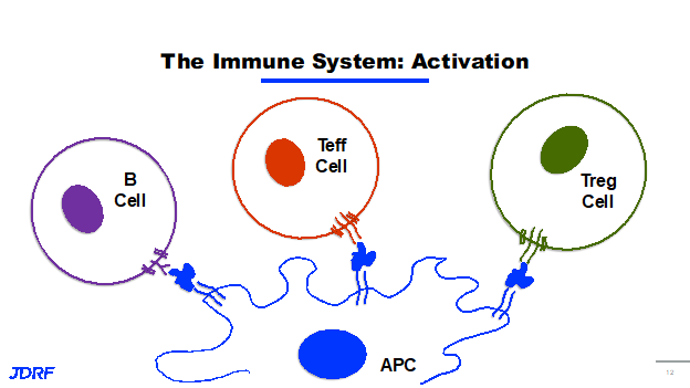 Immune System Activation
