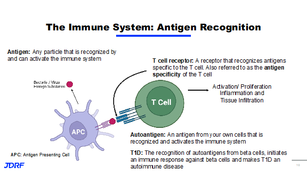 Immune System Antigen Recognition