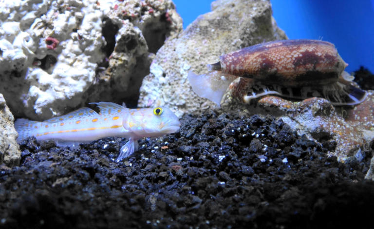 Snails—Yes, Snails—Are Helping Unlock Faster Insulins