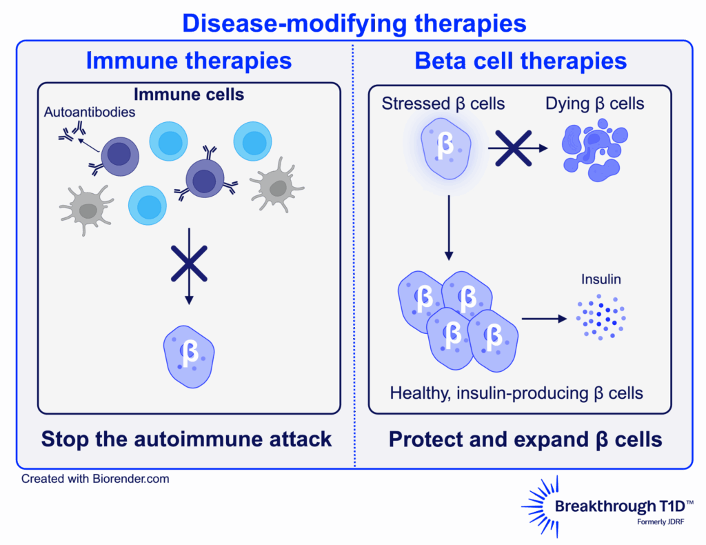 Disease-modifying therapies are aimed at helping everyone with T1D—regardless of where they are on the disease continuum—to slow, halt, prevent, or reverse the condition.