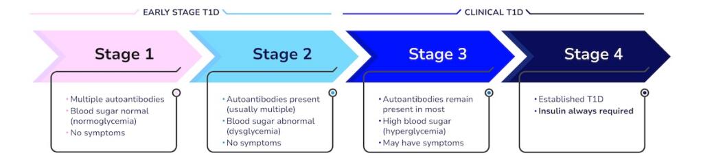 Illustration of the stages of type 1 diabetes